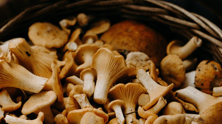 prevention-champignons-region-sud-nov-2024